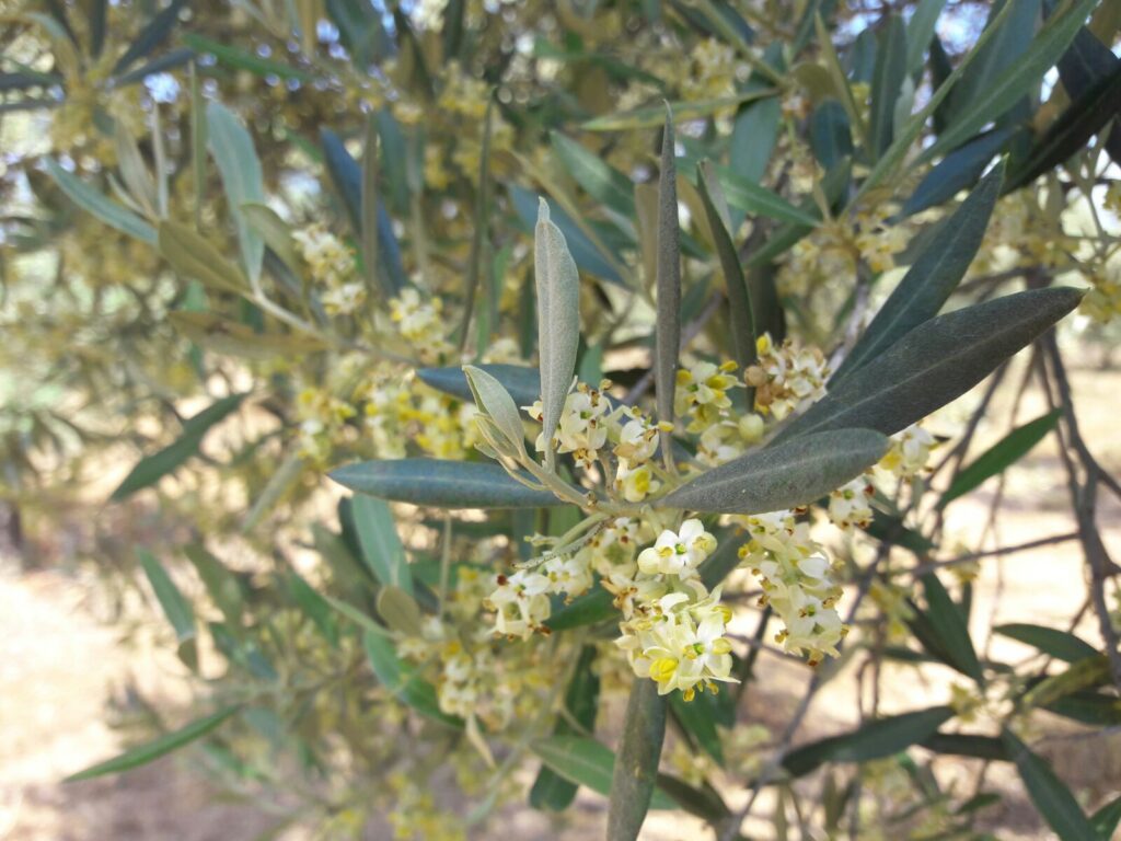 ekseniz-zeytin-cicek-acmis